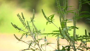 8 otázok a odpovedí o sennej nádche: Môžete si ju liečiť v sezóne sami?