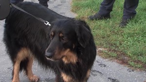 Na psíčkarov vo Zvolene si policajti posvietili