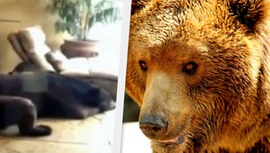 Dvojmetrový medveď sa vlúpal do domu k deťom! Kvôli dažďu