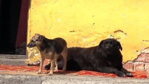 V bardejovskej Poštárke majú údajne viac psov ako detí. Dôvodom má byť vakcinácia zadarmo