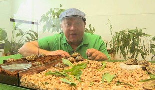 MILÁČIKOVO