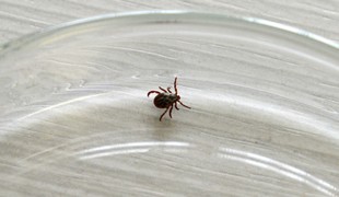 Veterinári bijú na poplach: V dvoch chovoch odhalili vírus kliešťovej encefalitídy