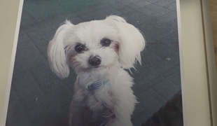 Agresívny pes mal útočiť opakovane. Prípad usmrtenia sučky Lily zostal bez vinníka