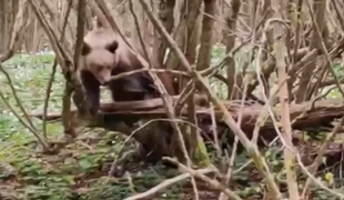 Medvede sa opäť začali objavovať v blízkosti obcí. Starostovia varujú obyvateľov