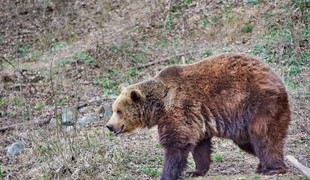 Medveď zaútočil na muža v Závažnej Porube: Úrady varujú pred zvýšenou opatrnosťou