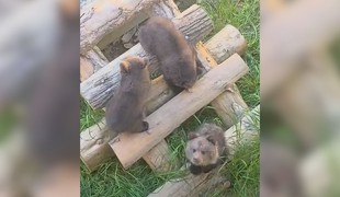 VIDEO: Tri medvieďatá pod jednou strechou! Zora sa po liečbe pridala k Lade a Vesne