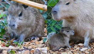 Zoo Bojnice hlási radostnú novinku! Narodila sa kapybara