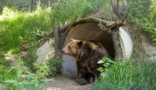 Zomrela ikona bratislavskej ZOO. Felix žil viac ako 30 rokov