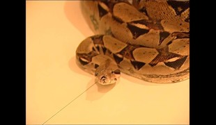 Zvieracia klinika