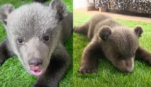Malé medvedice z Bojníc robia veľké pokroky. Bude ich môcť vidieť aj verejnosť?