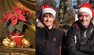 Skrášľuje vaše sviatky vianočná ruža? Tieto chyby robí pri starostlivosti takmer každý!