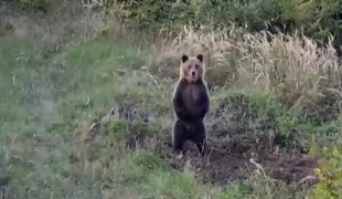 Mimoriadne inteligentný medveď uniká. Podľa stôp si otvoril okno aj pustil vodu