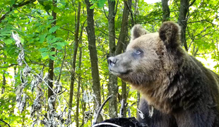 Ranný beh na Urpíne sa zmenil na boj o život. Bežca napadol medveď