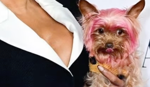 Toto je poriadny fail! Speváčka rozčúlila ochrancov zvierat svojím nafarbeným psíkom!