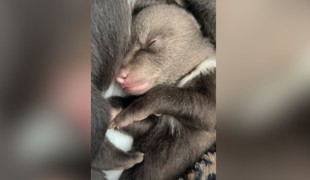 Bojnická ZOO bojuje o život mláďat zastrelenej medvedice. Takto zvládli prvú noc