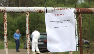 Africký mor ošípaných zasiahol obec Lovča: V okrese vyhlásili mimoriadnu situáciu