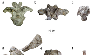 Vedci objavili nový druh dinosaura s dlhým krkom: Po Zemi sa pohyboval pred 150 miliónmi rokov