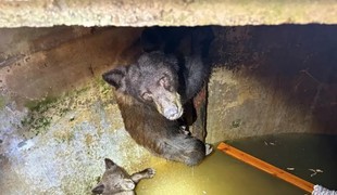 Hodiny bojovali, aby sa neutopili. Hasiči zachránili vyčerpanú medvedicu s mláďatami