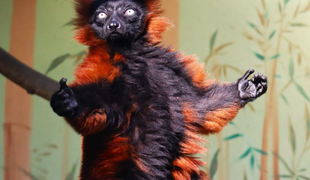V bojnickej ZOO ušiel lemur z ubikácie. Komentáre zaplavili vtipné referencie na rozprávku