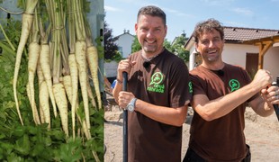 Prečo petržlen často nechce vyklíčiť? Tento trik od skúsených záhradkárov naozaj funguje!