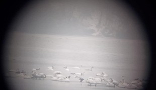 Slovensko sčítava zimujúcich vtákov: V teréne pomáha 300 ornitológov