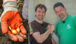 Viete, ako sa správne sadí cibuľa sadzačka? Návod, s ktorým to zvládne aj začiatočník!