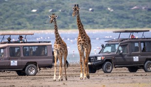 Africkú divočinu ničí šialený trend zo sociálnych sietí: Počuli ste o tejto atrakcii?