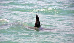 Austrálske úrady uzavreli pláže po štvrtom útoku žraloka za 48 hodín