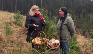 Zimné hubárčenie nie je mýtus: Plné košíky húb aj počas mrazivých dní