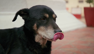 Túlavé psy, ktoré nikto neodháňa: V tejto krajine sú posvätné a majú aj svoj sviatok!