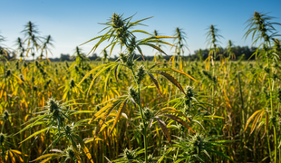 Marihuana pre rastafariánov nateraz legálna nebude: Súd návrh rázne zamietol