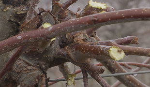 Zima v sadoch: Ovocinári začali s rezom stromov