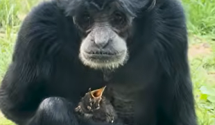 Opica v ZOO dojala ošetrovateľov: Postarala sa mláďatko vtáčika, ktorý spadol do jej výbehu