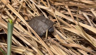 Zachraňujú ich psy aj byvoly. Korytnačky močiarne dostávajú druhú šancu