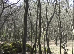 Zjevování Panny Marie - Dechtice