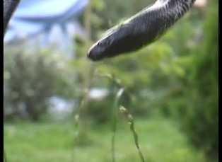 Divoká zvířátka II