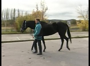 Domácí zvířátka II