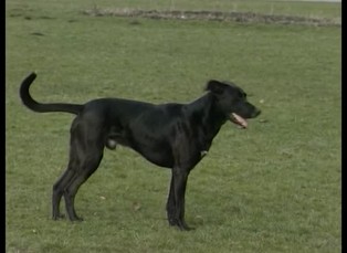 Domácí zvířátka