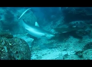 DVD aréna 9. 10. 2017