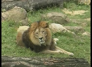 Divoká zvířátka I