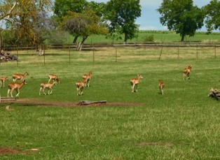 Regentovy kratochvíle