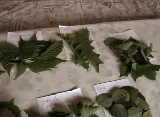 Obludný žralok megalodon