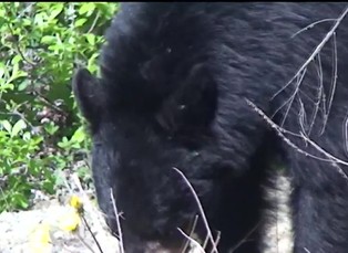 Britská Columbie 1. část