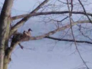 Nezvyčajné ubytovanie kačky. Zahniezdila sa vo výškach stromov