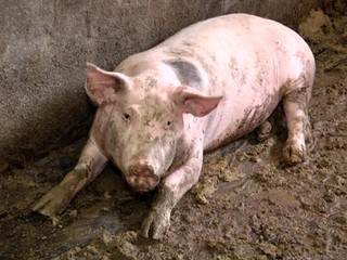 Slovensko má potvrdené ohnisko afrického moru ošípaných