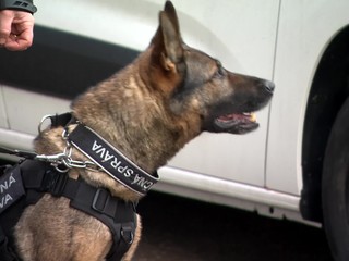 Pašeráci sú vynaliezavejší, colnícke psy ale odhalia aj 33 kíl hašišu v podlahe auta