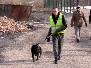 V Humennom spočítavali psov. Sú zúbožené, hladné a vysilené