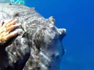 VIDEO: Vráskavec zachránil potápačku pred žralokom