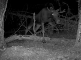 VIDEO: Veľké prekvapenie z tatranskej foto pasce: Prechádza sa tam mladý los