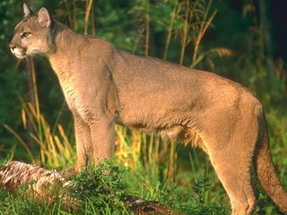 Puma napadla cyklistov. Jedného dotrhala, druhého zabila